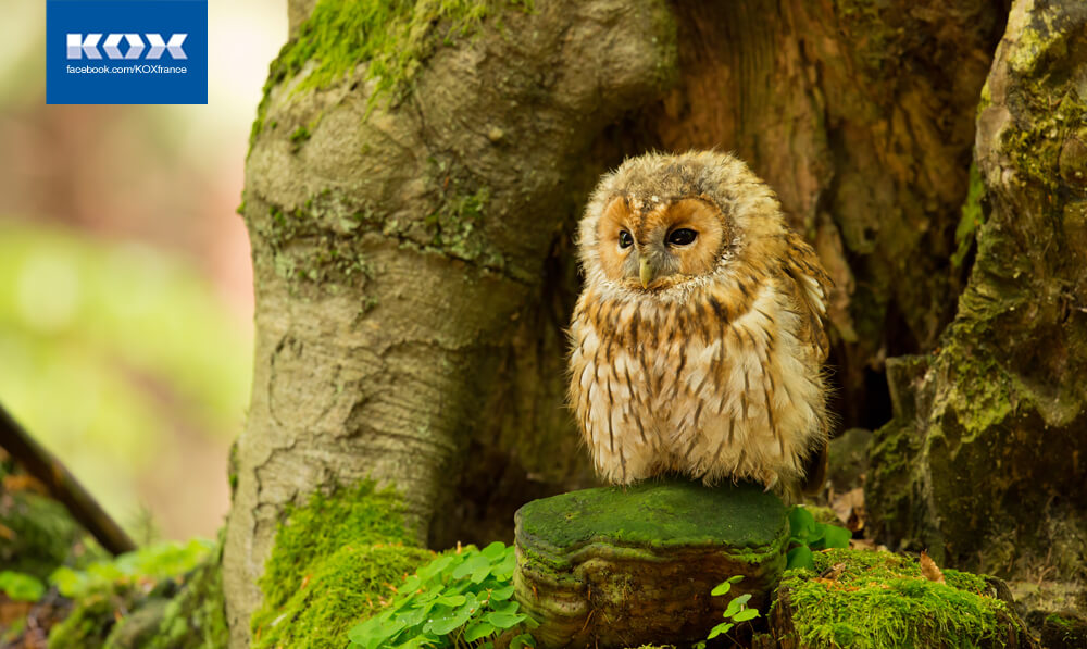 2-avantages-inventaire-forestier-travail-strategie-foret-france-bois-futur