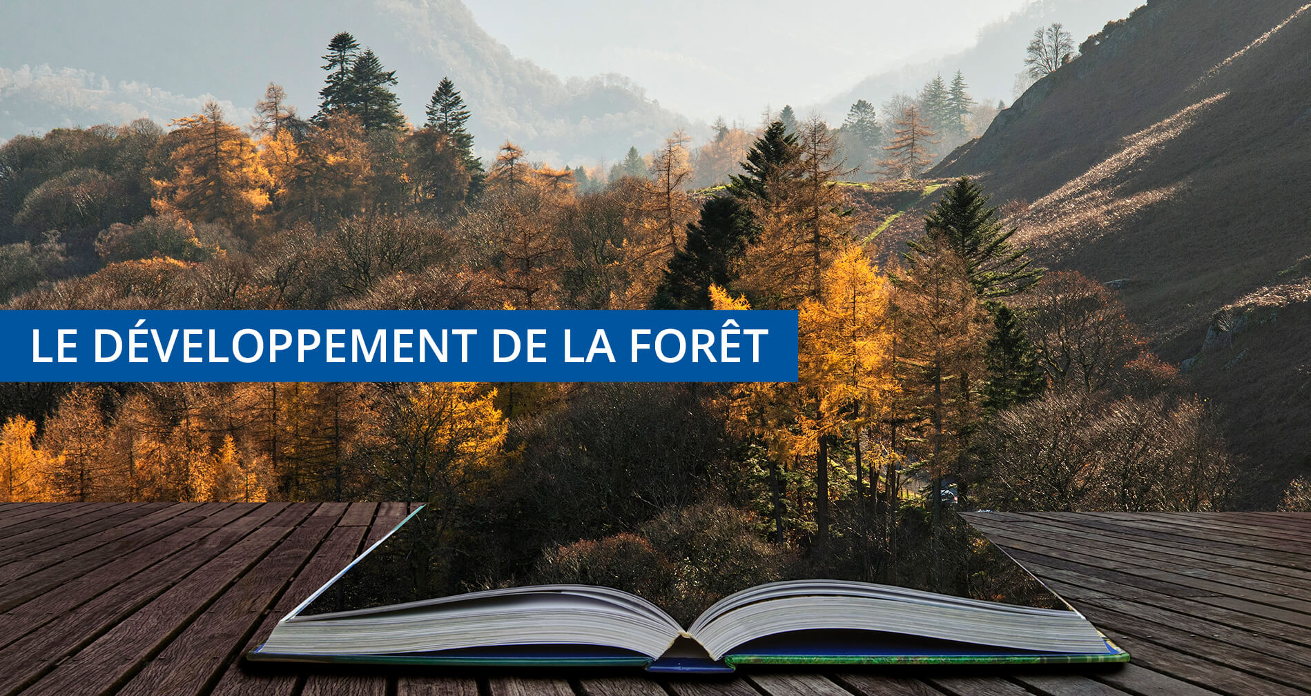 Le dveloppement de la fort