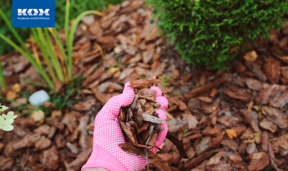 ab1-meilleurs-conseils-de-jardinage-ete-2019-jardin-resistant-chaleur-secheresse-plante-pelouse-fleurs-guide