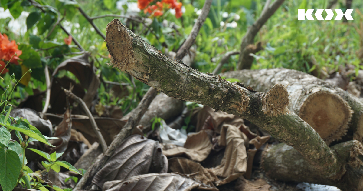 Le bois mort et les feuilles