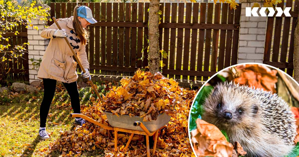 Amnager un quartier d&#8217;hiver pour les animaux sauvages dans le jardin : conseils pour l&#8217;hivernage des insectes, des oiseaux, des hrissons et autres animaux.