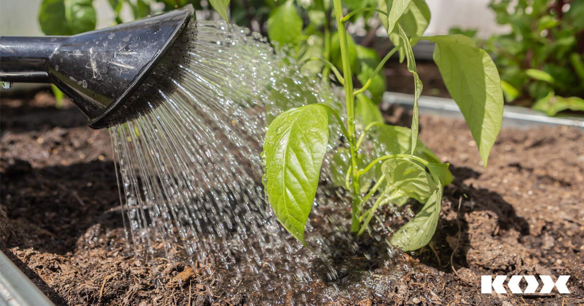 arroser pelouse plantes