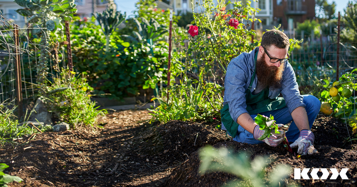 Les conseils et astuces de jardinage les plus importants en t : tondre, arroser, planter, tailler, semer
