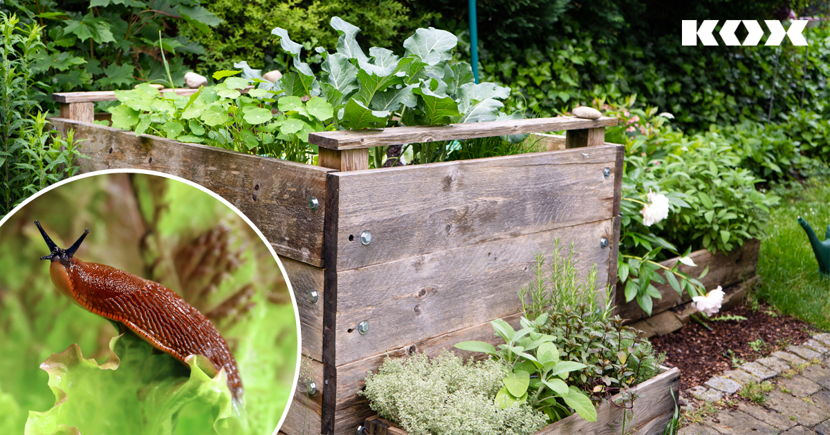 Conseils de jardinage contre les limaces : qu&#8217;est-ce qui aide vraiment  lutter contre les limaces dans le jardin ?