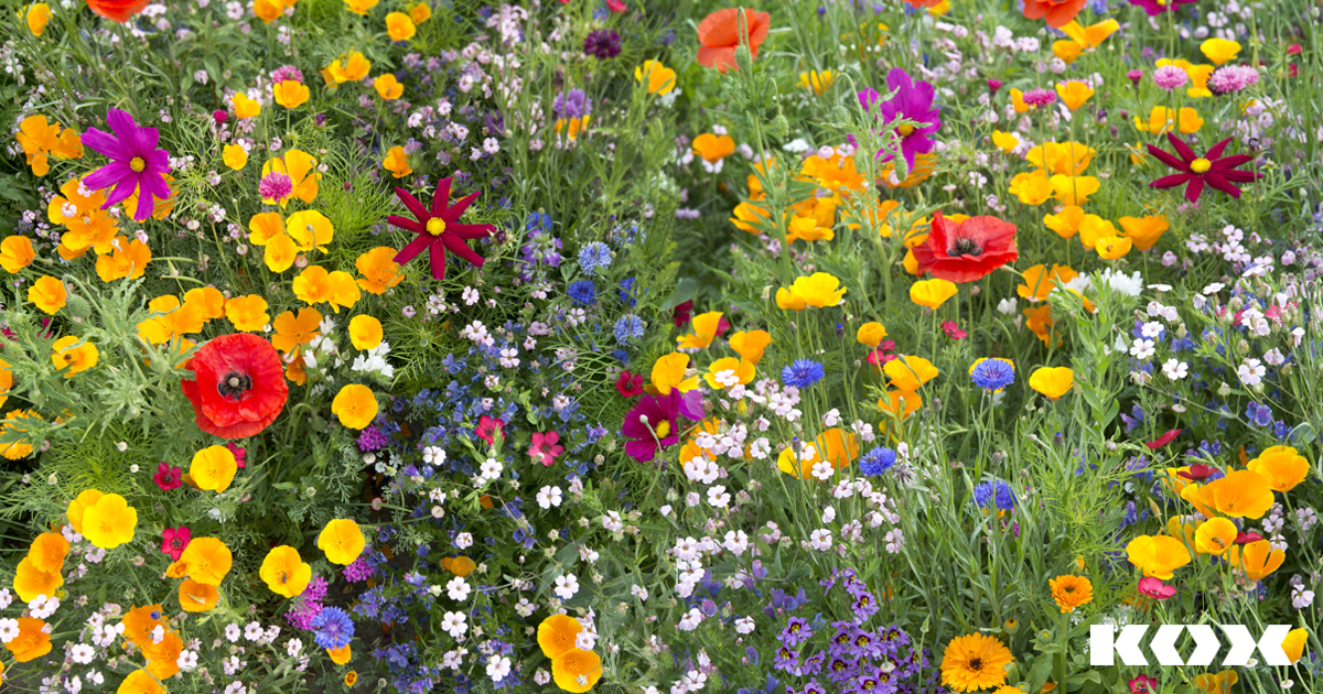 Crer une prairie de fleurs sauvages