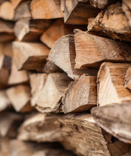 Conseils pour la fort