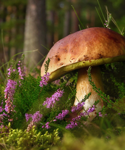 Connaissances de la fort