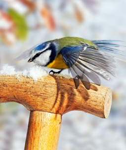 Animaux dans le jardin
